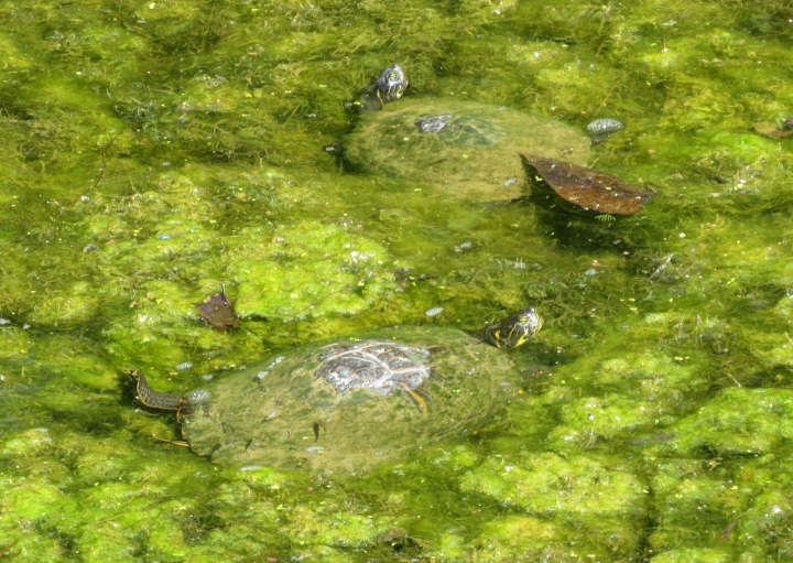 River Cooters